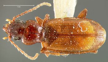Media type: image;   Entomology 16291 Aspect: habitus dorsal view